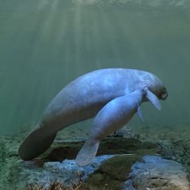 Wildlife in Civilization’s Image: A Review of Inanimate